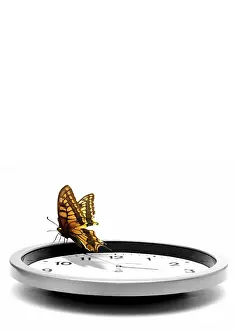 Wildlife Photography Concept Prints: Butterfly standing on a clock