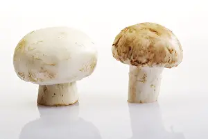 Button Mushrooms Prints: Button Mushrooms (Agaricus)