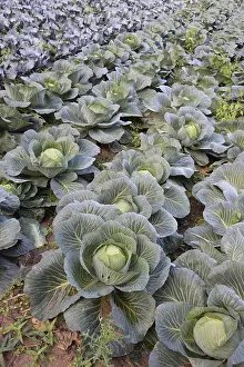 Brassicaceae Plant Prints: Cabbage in a field