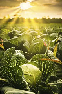 Evening Agricultural Scene Prints: Cabbage field in a sunset light