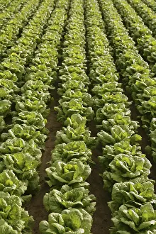 Images Dated 11th December 2024: Cabbage Fields in Spain Print