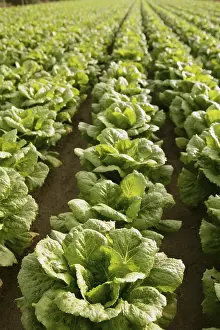 Images Dated 11th December 2024: Cabbage Fields in Spain Print