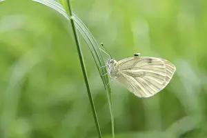 Green-veined White Prints: Cabbage White Butterfly Print