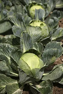 Deserted Farmland Landscape Prints: Cabbages in a vegetable garden
