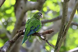 Tree Dwelling Birds Prints: Cactus parakeet (Eupsittula cactorum)