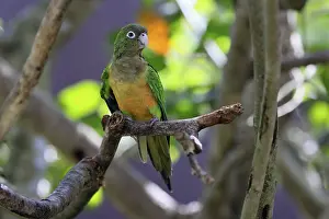 No People In The Background Prints: Cactus parakeet (Eupsittula cactorum)
