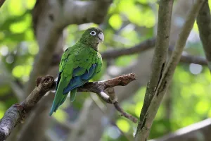 No People In Brazil Prints: Cactus parakeet (Eupsittula cactorum)