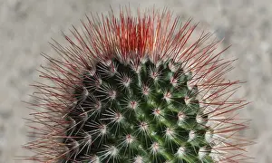 Desert Cactus Prints: Cactus plant