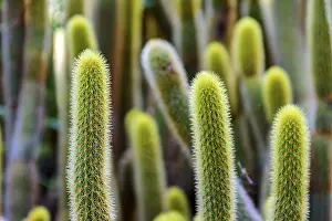 Nature Close Up Shots Prints: Detail of cactus with its thorns