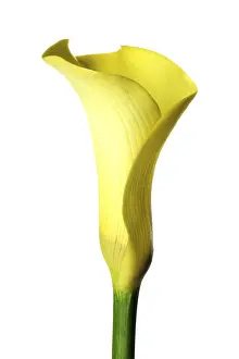 Yellow Blossom Prints: Calla
