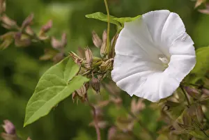 Prints of Calystegia sepium, convolvulaceae, real fence winch, rutland beauty, winch, fence winch, bellbind, bugle vine, flora, granny pop out of bed, heavenly trumpets, hedge bindweed, plants, plants Rutland Prints: Calystegia sepium Print, Convolvulaceae Species