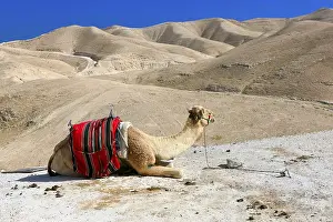 Framed Print : A Camel in the Desert Print Framed Print : A Camel in the Desert Print