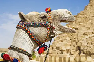 Camel Portrait Prints: A camel in Egypt