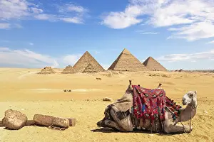 Framed Print : Egyptian Pyramids Camel Print Framed Print : Egyptian Pyramids Camel Print