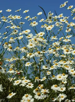 Open Air Flowering Plants Prints: Camomile