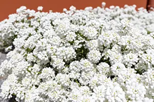 German Nature Scene Prints: Candytuft (Iberis), white flowering