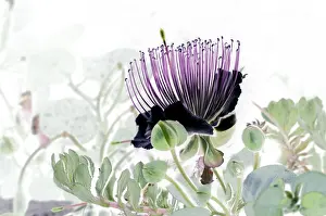 Colorful Flowers Prints: Caper with blossom