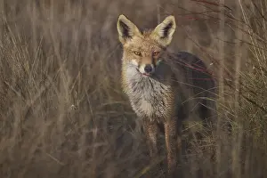 European Red Fox Image Prints: A captivating image featuring a fox in a natural setting