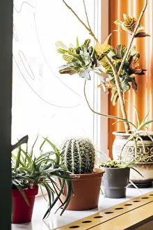 Mexican Interior Design Prints: A captivating Mexican interior scene featuring an array of cacti