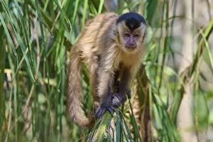 Brazilian Natural Landmark Prints: Capuchin monkey balancing on a green leaf