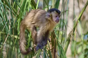 Green Forest Landscape Prints: A capuchin monkey sitting on a leaf in a green forest