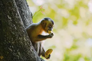 Tree Dwelling Monkeys Prints: Capuchin (Sapajus) monkey is seen in the tree