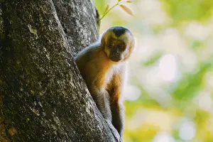 New World Primate Images Prints: Capuchin (Sapajus) monkey is seen in the tree