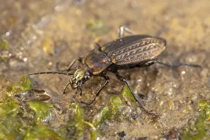 Ground Beetle Prints: Carabus granulatus Print, Granulated Ground Beetle