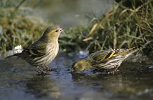 Prints of Carduelis spinus, siskin, spinus spinus, siskin, bath, bathe, bird bath, birds, female, passeri, songbirds, watering place, female Bath Prints: Female Siskin at Bird Bath Print