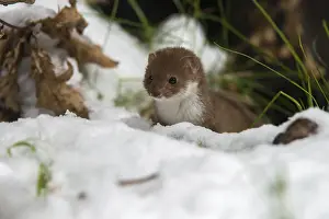 Mustela Nivalis Prints: Carnivora, least weasel, mouse weasel