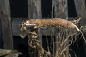 Mustela Nivalis Prints: Carnivora, least weasel, mouse weasel