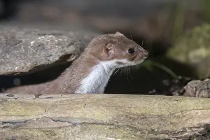 Mustela Nivalis Prints: Carnivora, least weasel, mouse weasel