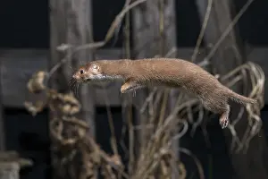 Least Weasel Prints: Carnivora, least weasel, mouse weasel