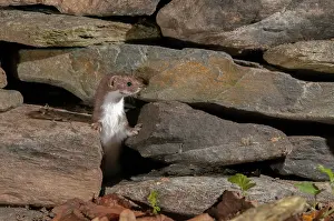 Mustela Nivalis Prints: Carnivora, least weasel, mouse weasel