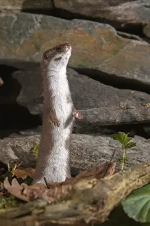 Mustela Nivalis Prints: Carnivora, least weasel, mouse weasel