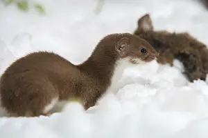 Winter Wildlife Photography Prints: Carnivora, least weasel, mouse weasel