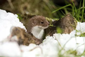 Winter Wildlife Prints: Carnivora, least weasel, mouse weasel