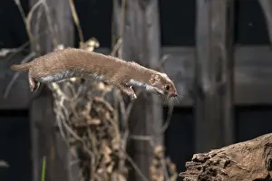 Natural Environment Animals Prints: Carnivora, least weasel, mouse weasel