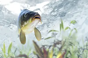 Prints of Carp Common Carp Prints: Carp Print from imageBROKER