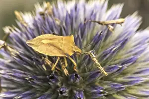 Shield Bug Germany Prints: Carpocoris fuscispinus, tree bug