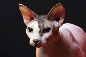 Feliformia Animal Images Prints: Cat