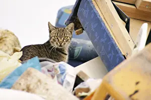 Environmental Conservation Efforts Prints: Cat on a garbage depot