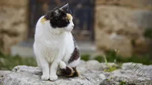 Aegean Prints: Cat with a serious look on a wall Print, Rhodes Town, Greece