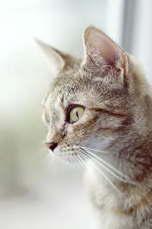 Portrait Of A Pet Cat Prints: Cat looking in the window. Place for text