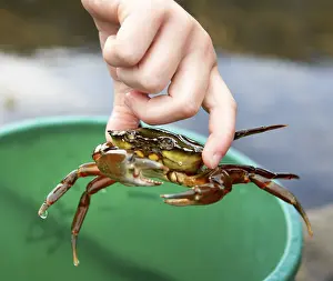 Outdoor Leisure Activities Prints: Catching crabs