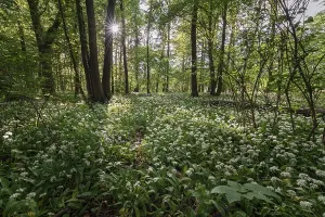 Deciduous Trees In Spring Prints: Mixed deciduous forest in spring