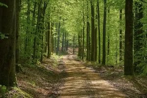 Springtime In Bavaria Germany Prints: Path, forest, beech, backlight