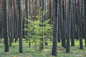 Brandenburg Nature Reserve Prints: Small deciduous tree between tree trunks