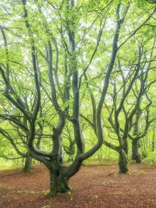 Natural Preserve Central Europe Prints: Ancient beech forest in spring
