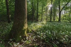 Ramsons In Bloom Prints: Mixed deciduous forest in spring